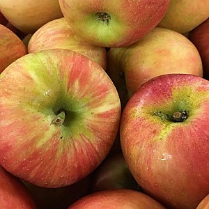 Honeycrisp Apples